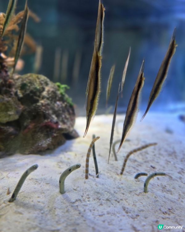 名古屋水族館好多嘢睇！🐳🐬🐧 