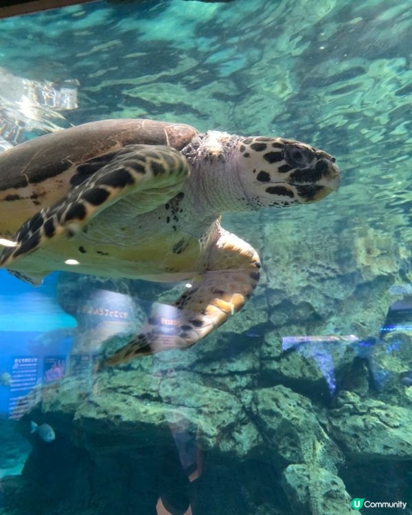 名古屋水族館好多嘢睇！🐳🐬🐧 