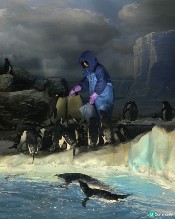 名古屋水族館好多嘢睇！🐳🐬🐧 