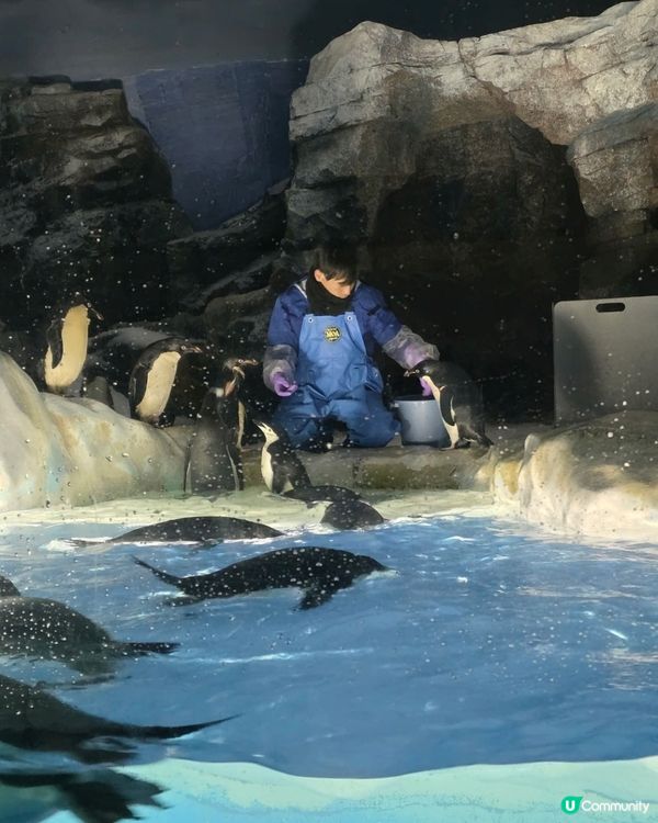 名古屋水族館好多嘢睇！🐳🐬🐧 