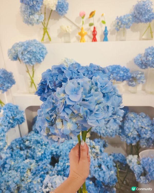💠💙🤍期間限定繡球花cafe💙