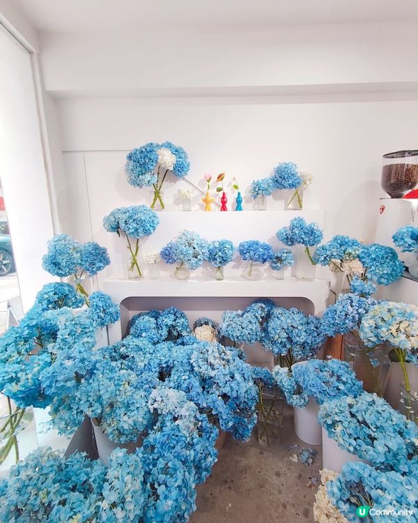 💠💙🤍期間限定繡球花cafe💙
