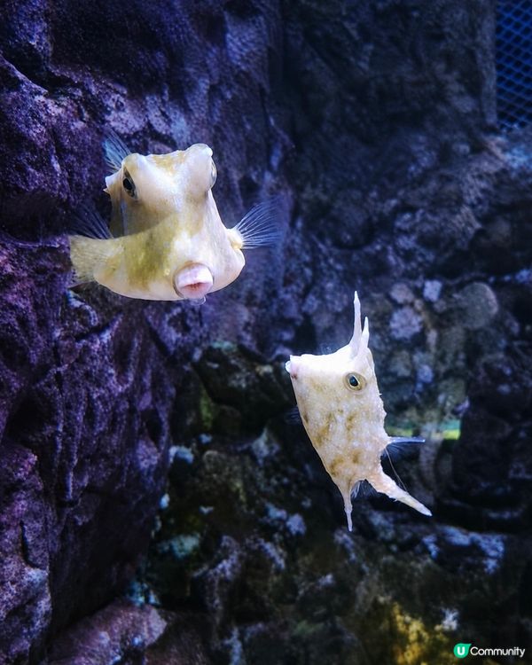 正佳海洋館🤩一家大細放電好去處！