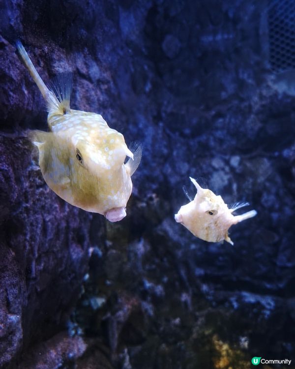 正佳海洋館🤩一家大細放電好去處！