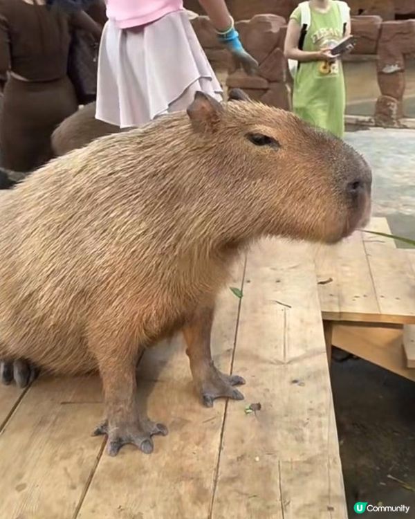 深圳動物園