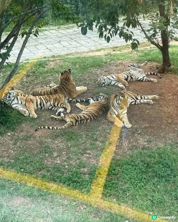 深圳動物園