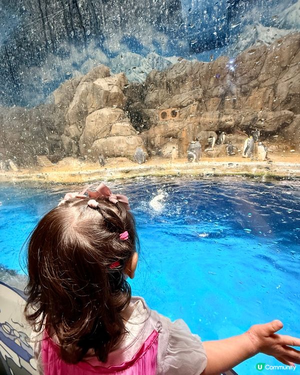 夏日玩轉海洋公園！🌊🐧💖