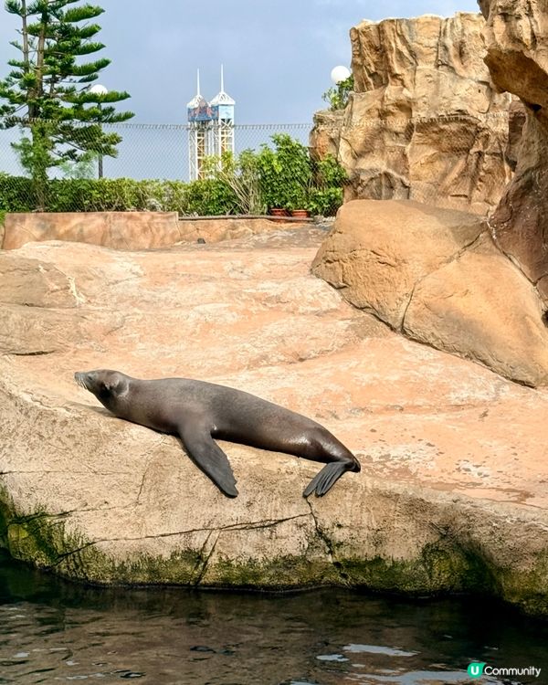 夏日玩轉海洋公園！🌊🐧💖