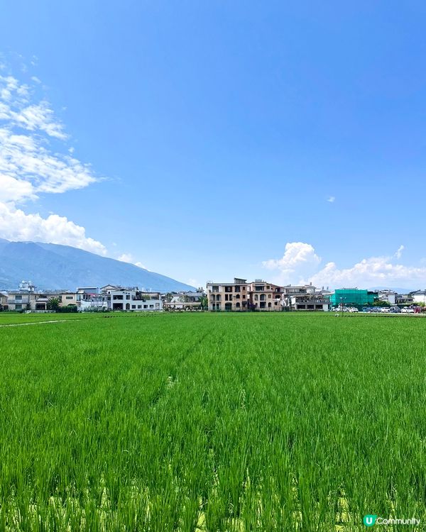 去有風的地方 喜州麥田小火車