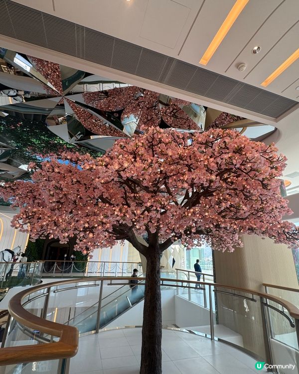 櫻花樹下