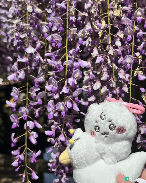 帶住chii仔去旅行 一齊去睇粉蝶花同紫藤花 又帶佢去下系島...