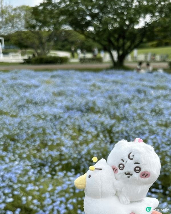 帶住chii仔去旅行 一齊去睇粉蝶花同紫藤花 又帶佢去下系島...