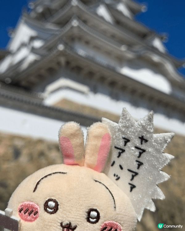 最鍾意兔兔，成日帶去出街、旅行、影靚相。
