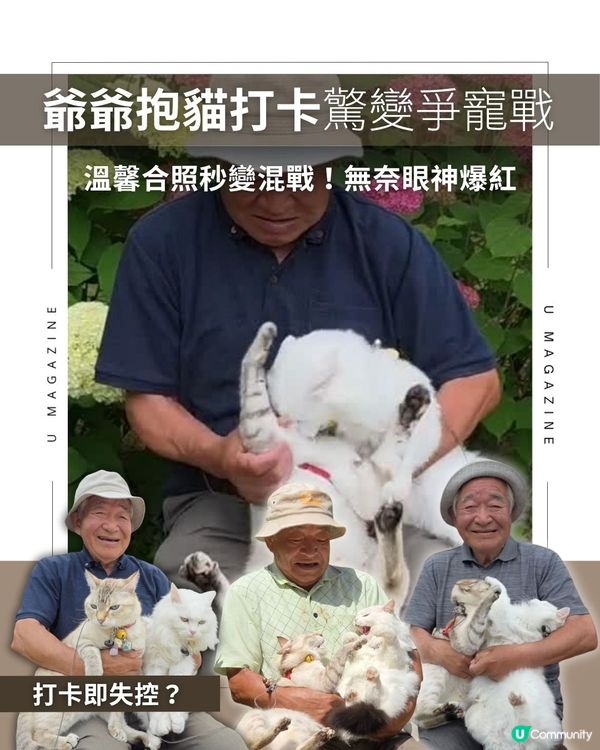 爺爺打卡變貓貓打架場面