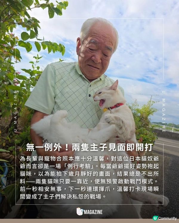 爺爺打卡變貓貓打架場面
