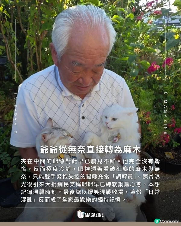 爺爺打卡變貓貓打架場面