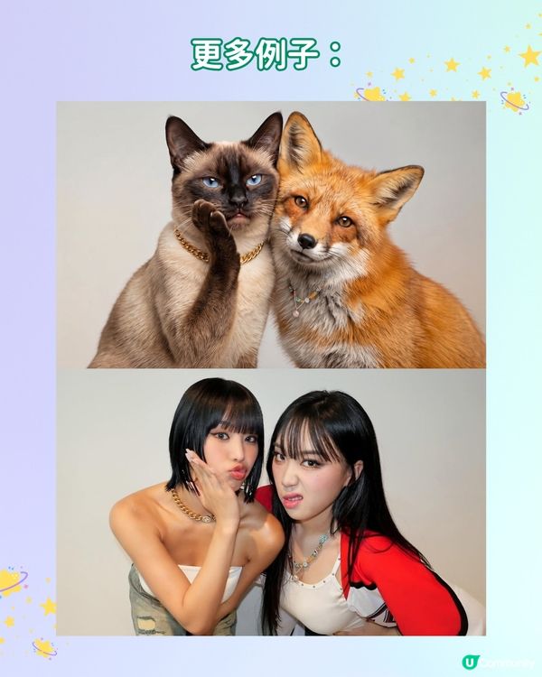 【IG爆紅打卡潮】用 AI 自製專屬動物 MEME 圖合照！
