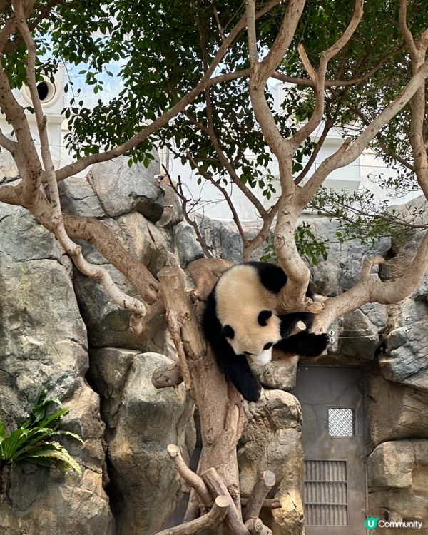 Ocean park人少🌞好chill！🐼