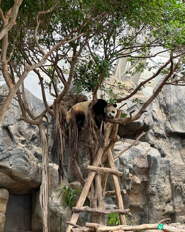 Ocean park人少🌞好chill！🐼