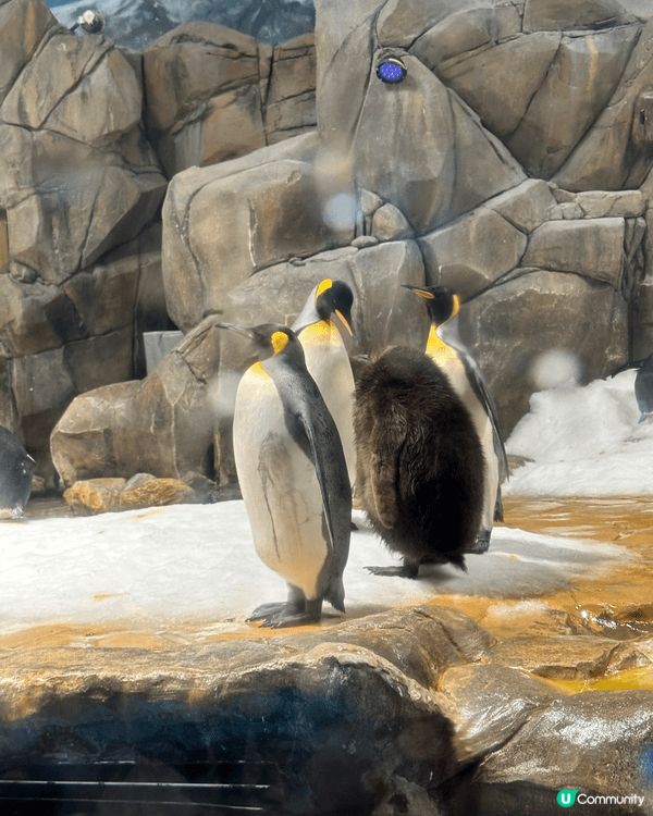 帶小朋友去海洋公園最正 有好多唔同種類嘅動物同機動遊戲 室內...