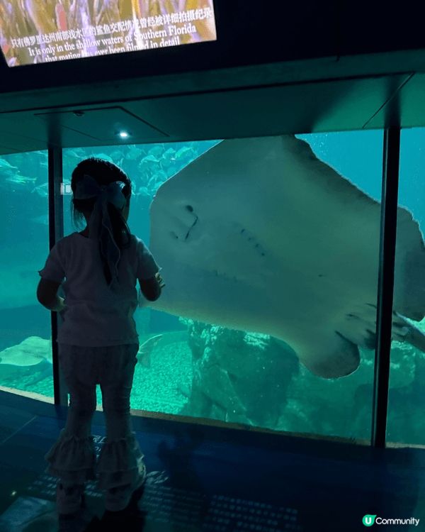 海洋公園非常適合親子遊，園內有大熊貓、企鵝、海豚及各種海洋生...