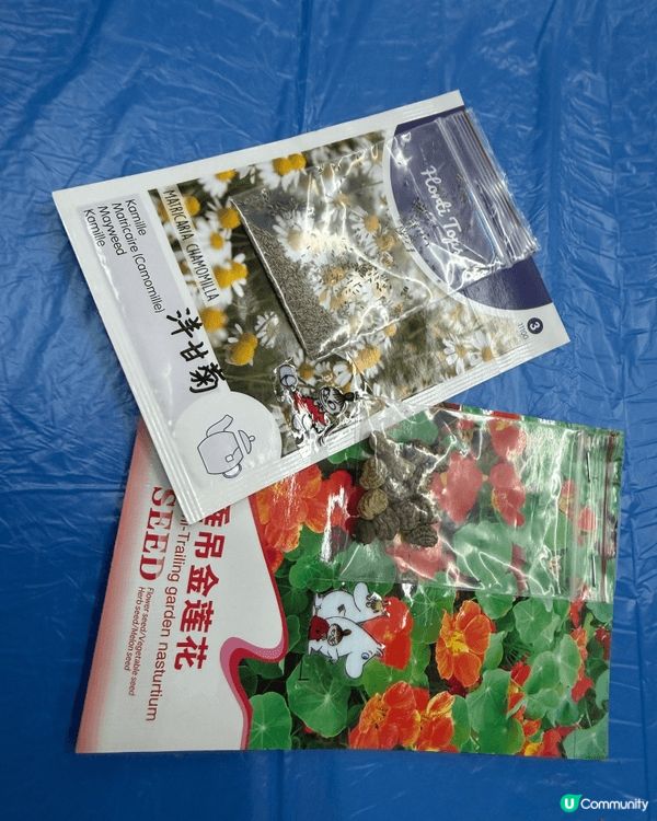 可以同親戚小朋友一齊去種植，一齊種下花，有機的植物