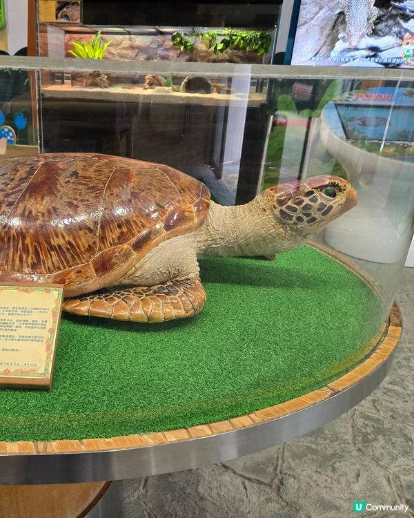 🦎【親子好去處】野生捕獲極罕爬蟲類！屯門公園爬蟲館 🐢