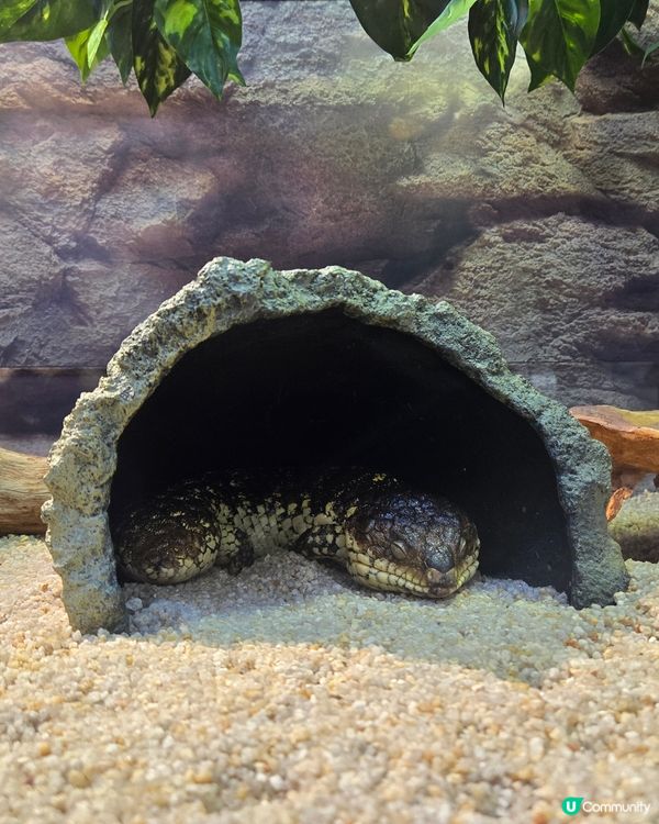 🦎【親子好去處】野生捕獲極罕爬蟲類！屯門公園爬蟲館 🐢