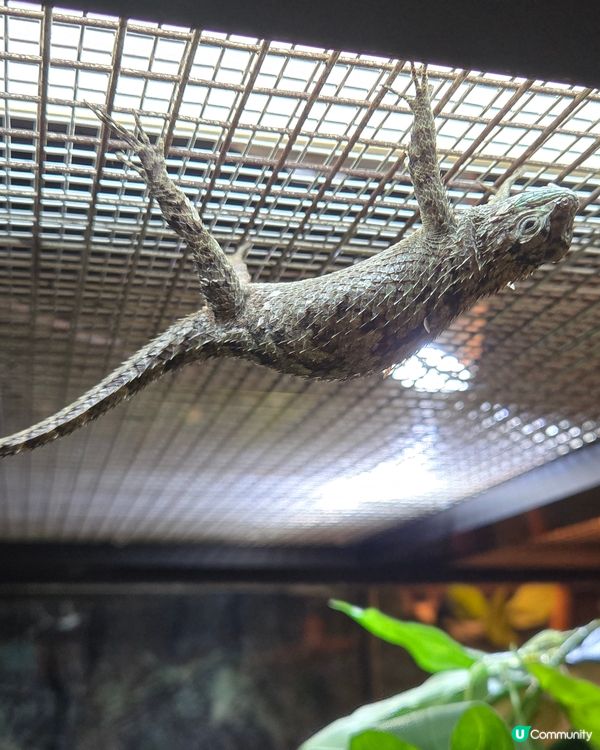 🦎【親子好去處】野生捕獲極罕爬蟲類！屯門公園爬蟲館 🐢