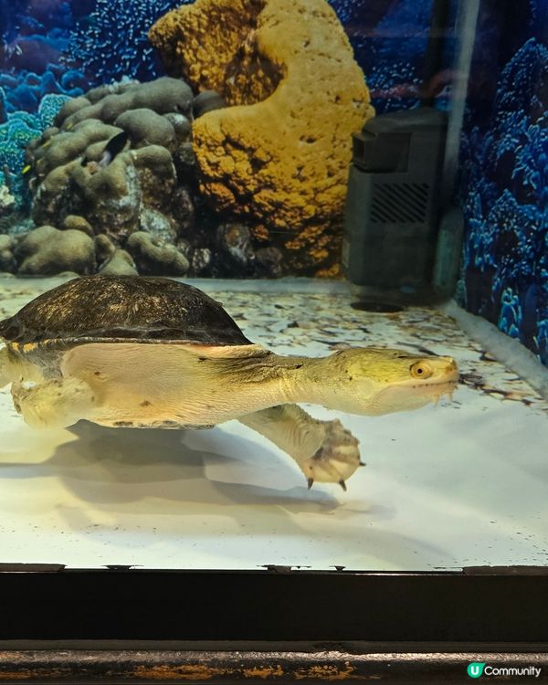 🦎【親子好去處】野生捕獲極罕爬蟲類！屯門公園爬蟲館 🐢