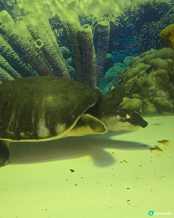 🦎【親子好去處】野生捕獲極罕爬蟲類！屯門公園爬蟲館 🐢
