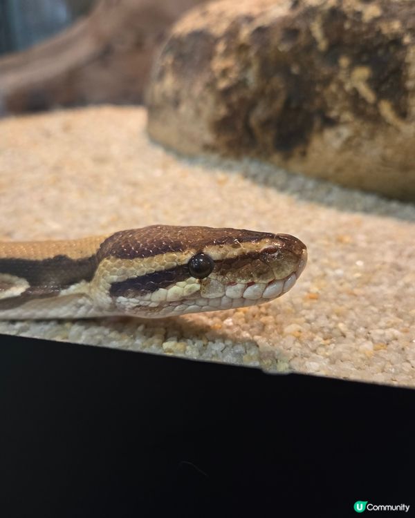 🦎【親子好去處】野生捕獲極罕爬蟲類！屯門公園爬蟲館 🐢