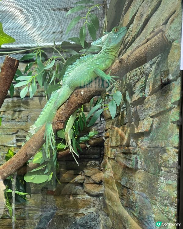 🦎【親子好去處】野生捕獲極罕爬蟲類！屯門公園爬蟲館 🐢