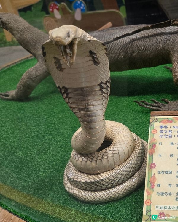 🦎【親子好去處】野生捕獲極罕爬蟲類！屯門公園爬蟲館 🐢