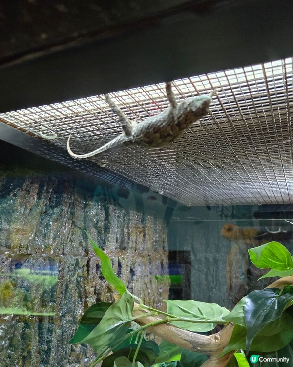🦎【親子好去處】野生捕獲極罕爬蟲類！屯門公園爬蟲館 🐢