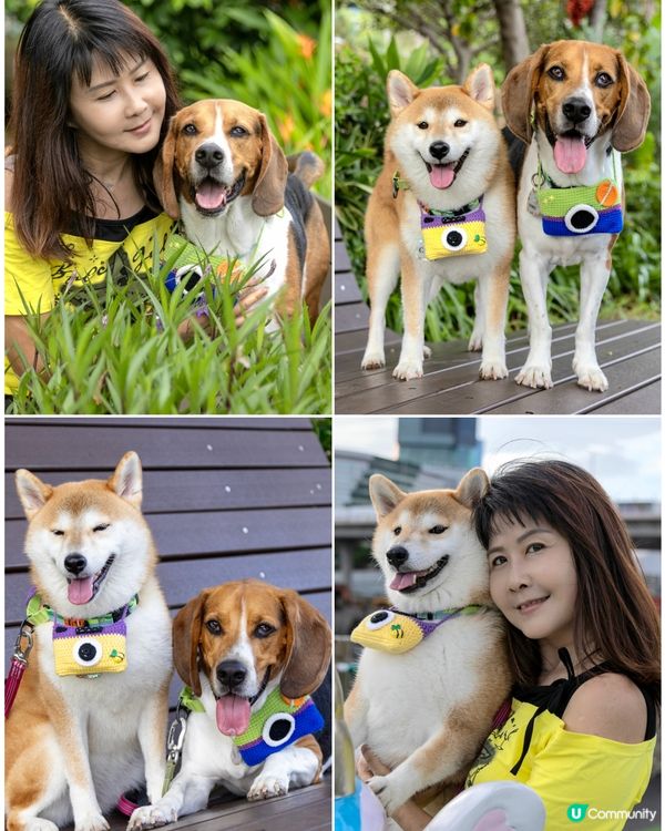 Tobey Coco 🐕 我嘅專業小 model. 快閃兩個...