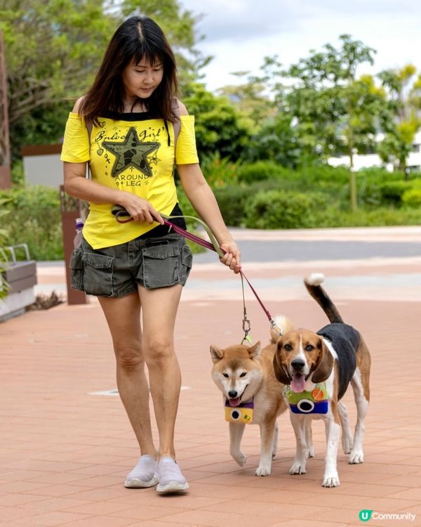 Tobey Coco 🐕 我嘅專業小 model. 快閃兩個...