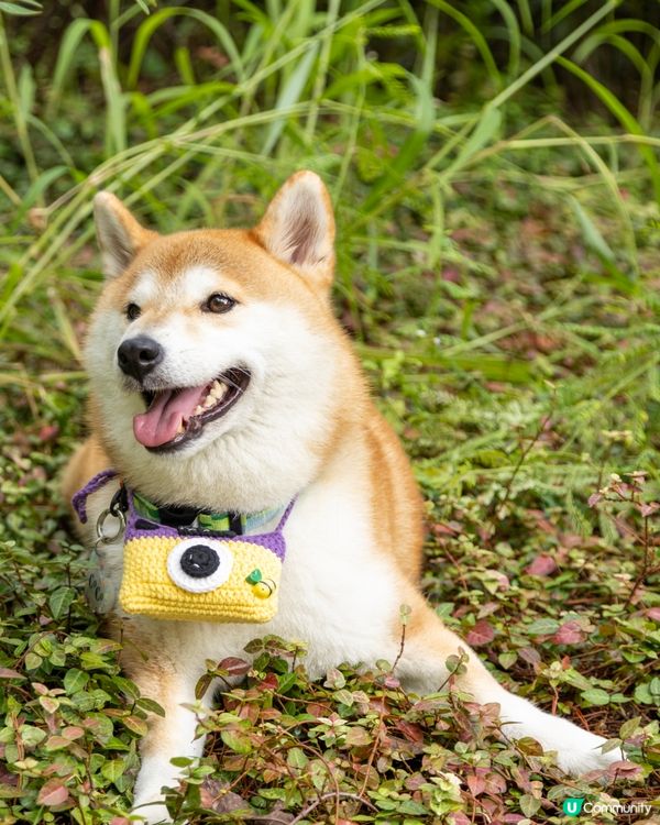 Tobey Coco 🐕 我嘅專業小 model. 快閃兩個...