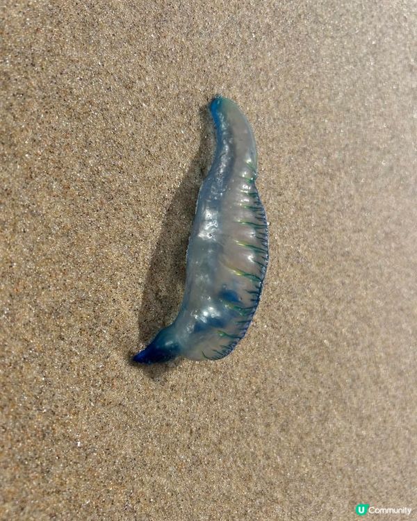 請問這是一種生物嗎 ?我在澳洲海邊看到的