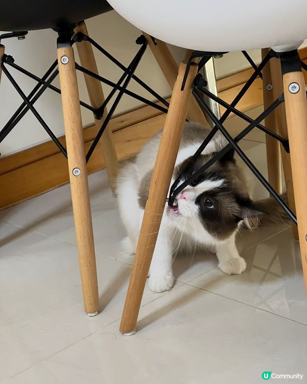 工匠魂！🐱🛠️🔩⚙️