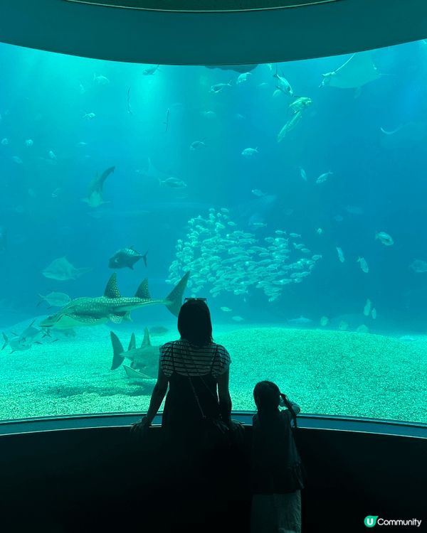 大阪海遊館是世界最大規模的水族館之一，強烈推介：