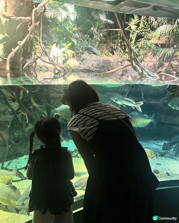 大阪海遊館是世界最大規模的水族館之一，強烈推介：