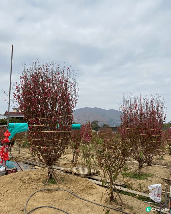 長洲太平清朝，元朗桃花園，大小朋友睇唔同野