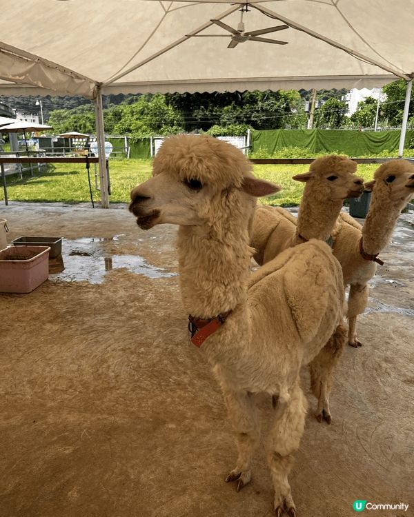 元朗菠蘿園可近距離接觸及餵飼羊駝，亦有提供有機農作物採摘（如...