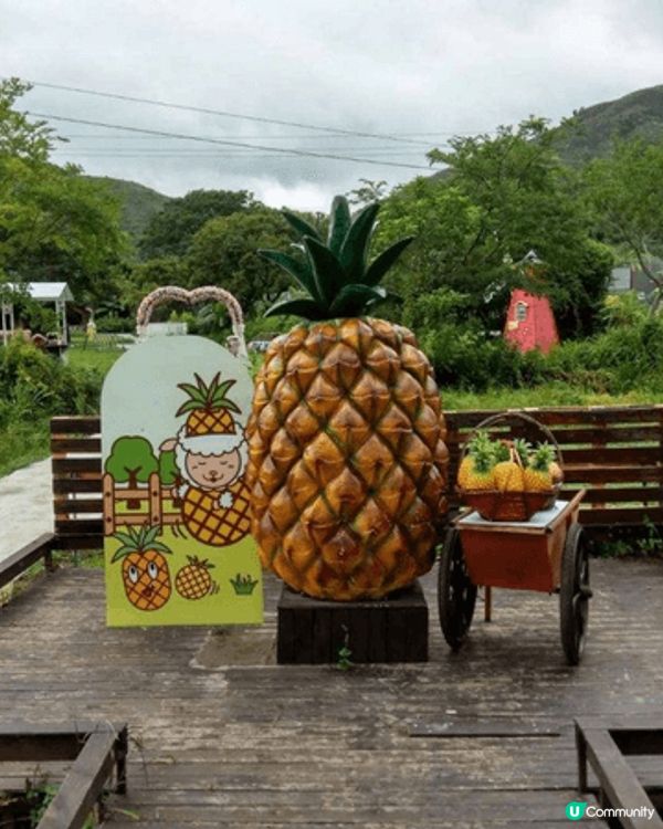 元朗菠蘿園可近距離接觸及餵飼羊駝，亦有提供有機農作物採摘（如...