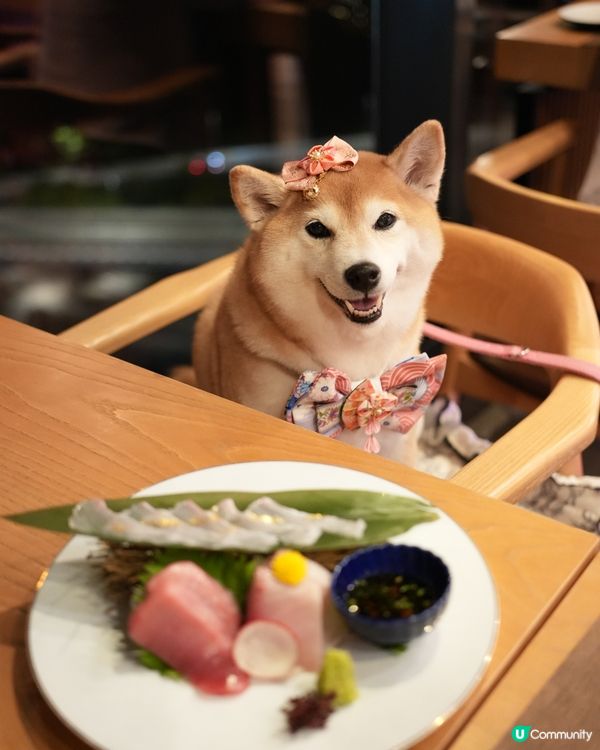 🥳慶祝生日好去處·帶毛孩食Omakase🍣