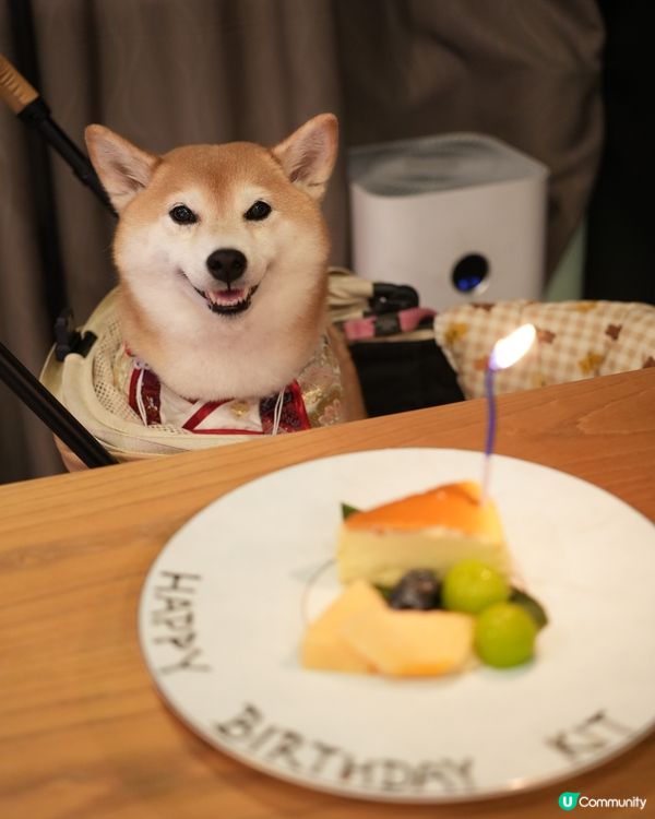 🥳慶祝生日好去處·帶毛孩食Omakase🍣