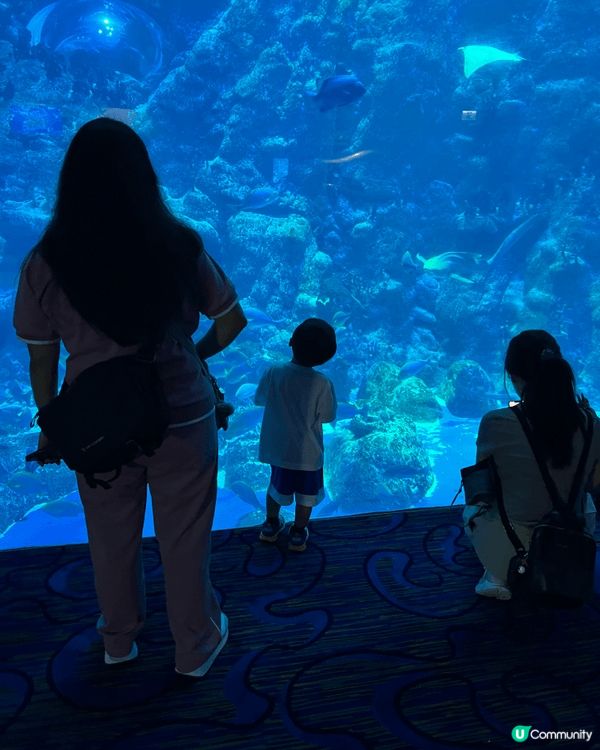 非常推薦海洋公園水族館！巨大的觀賞屏非常震撼，各式各式的水陸...