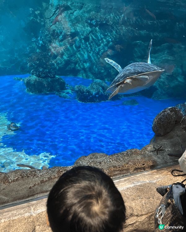 非常推薦海洋公園水族館！巨大的觀賞屏非常震撼，各式各式的水陸...