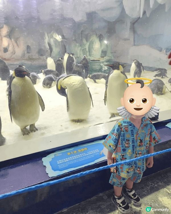 珠海長隆海洋王國，有好多海洋生物，可以畀小朋友認識大自然，適...